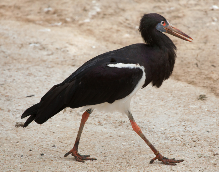 Abdims-Stork-Ciconia-abdimii.webp Abdim's Stork walking in the wild