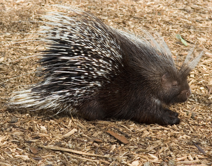 African-Brush-tailed-Porcupine-Atherurus-africanus.webp African Brush-tailed Porcupine laying on the ground