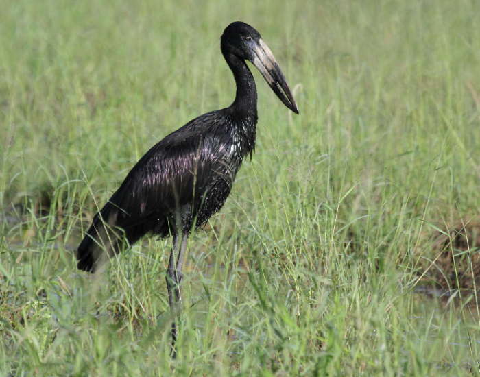 African-Openbill-Anastomus-lamelligerus.webp African Openbill standing on a wetland