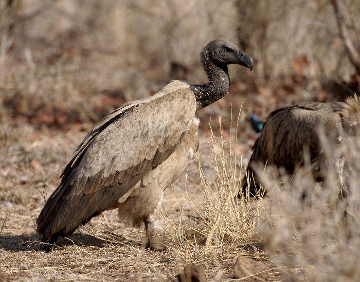 African White-Backed Vulture in the wild standing on the ground