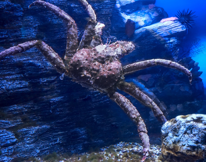 A red king crab on the seabed underwater with its long spiny legs spread wide.