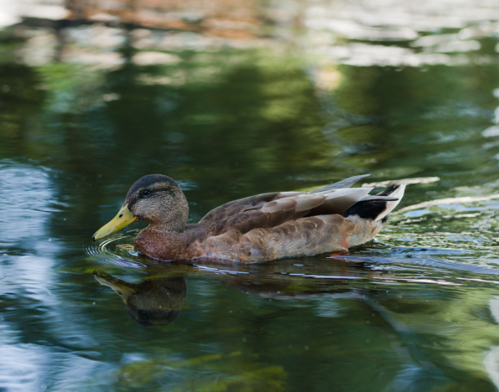 American-Black-Duck.webp American Black Duck swimming in a pond