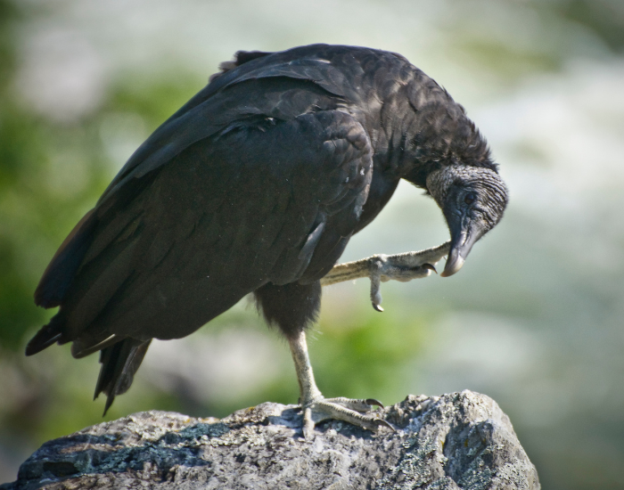 American Black Vulture  standing on a rock in the wild