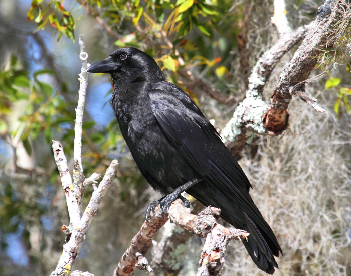 American-Crow-Corvus-brachyrhynchos.webp American Crow on top of a tree in its habitat