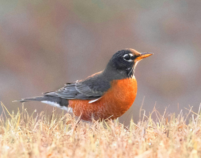 American-Robin-Turdus-migratorius-2.webp American Robin standing over grass