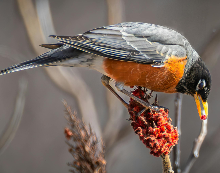 american robin perched on a tree