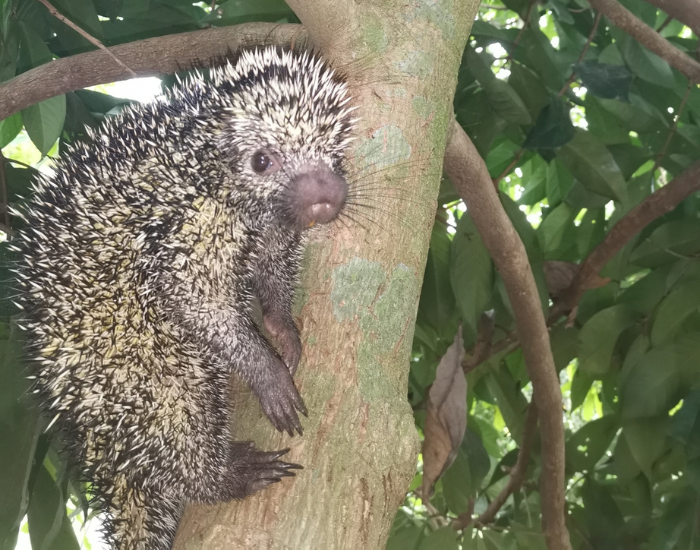 Andean-porcupine-Coendou-quichua.webp andean porcupine in a tree