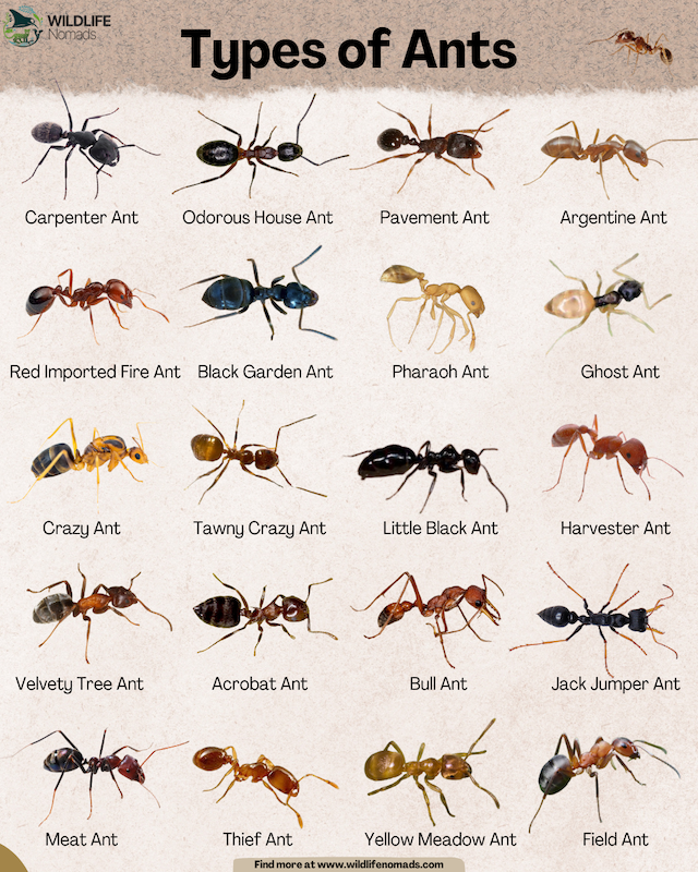 Types of Ants infographic showing 20 species