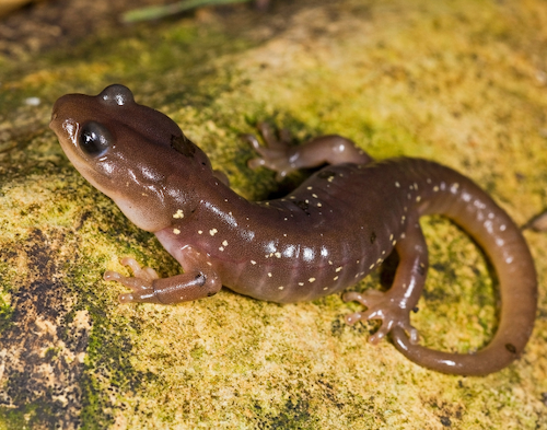 arboreal salamander close up on top of a log