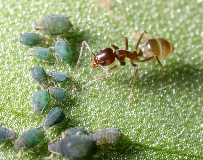 Argentine Ants walking on a leaf