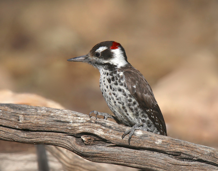 Arizona-Woodpecker-Leuconotopicus-arizonae.webp Arizona Woodpecker standing over a branch