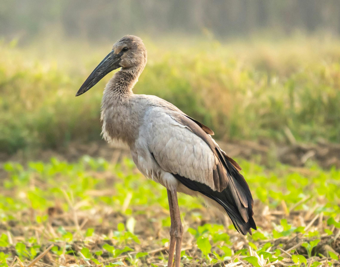 Asian-Openbill-Anastomus-oscitans.webp Asian Openbill in its natural habitat