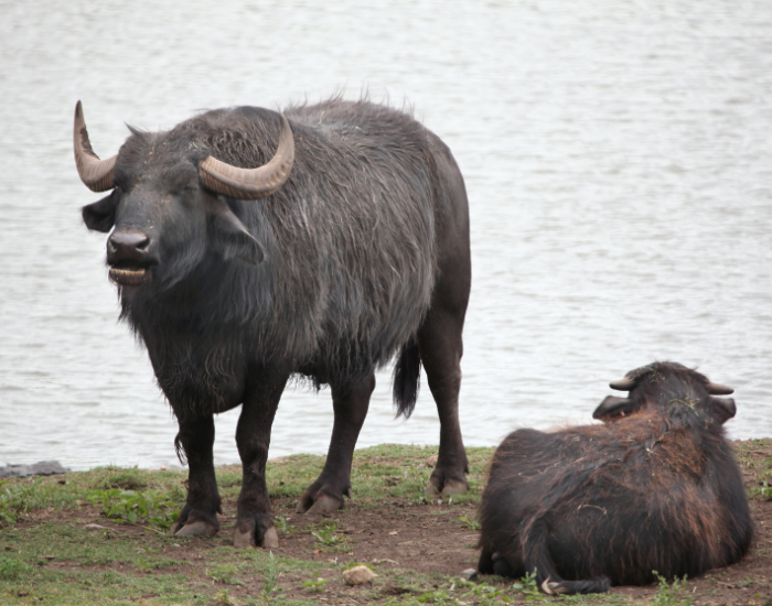 Asian-water-buffalo.webp two water buffalos next to a lake