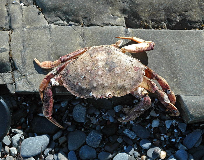 Atlantic-rock-crab.webp Atlantic rock crab on a sunny day in a beach