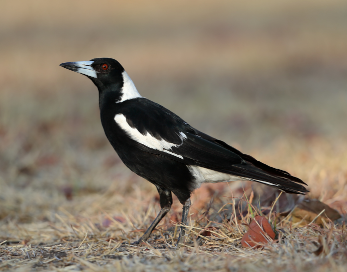 Australian Magpie in the wild standing on the ground