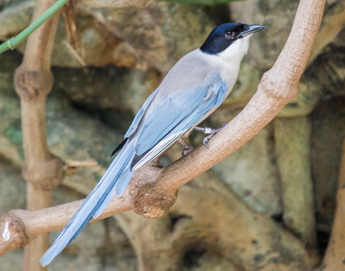 Azure-Winged-Magpie-Cyanopica-cyanus.webp Azure-Winged Magpie on a tree branch