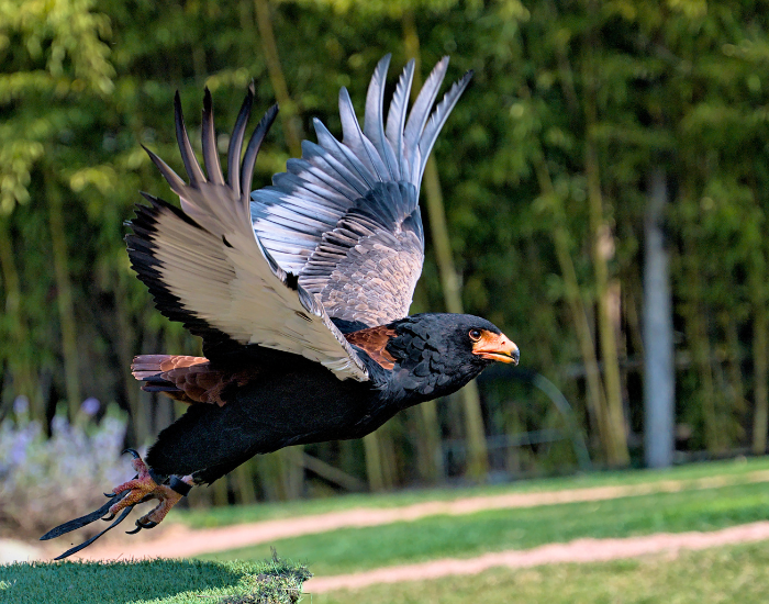 Bateleur-Terathopius-ecaudatus.webp Bateleur flying