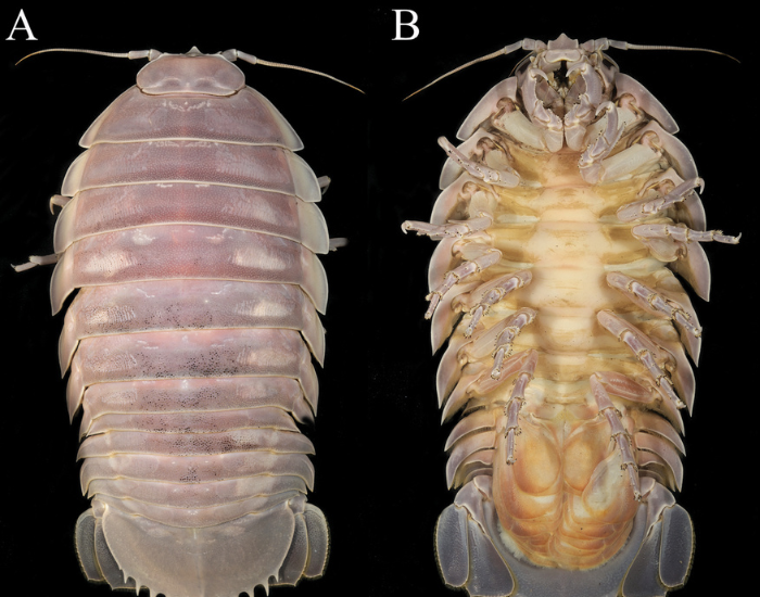 Bathynomus_vaderi_paratype_Fig._4.webp Bathynomus vaderi paratype creature with black background