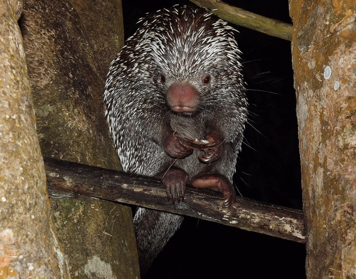Baturite-Porcupine-Coendou-baturitensis.webp Baturité Porcupine on top of a tree at night