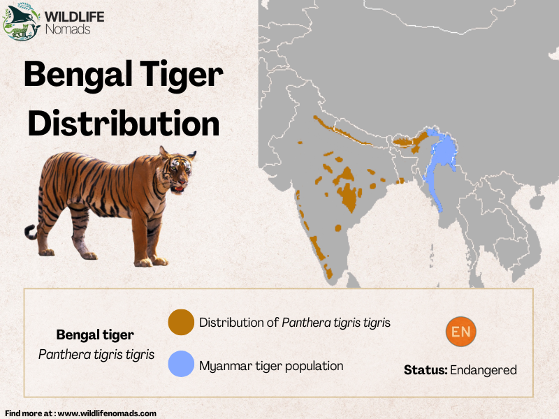 Bengal-Tiger-Distribution-map.webp Bengal Tiger Distribution map showing india and myanmar