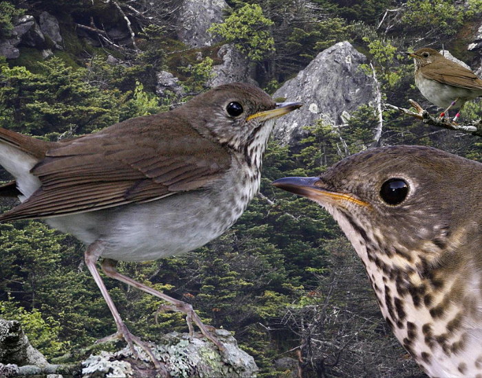 Bicknells-Thrush.webp bicknell thrushes