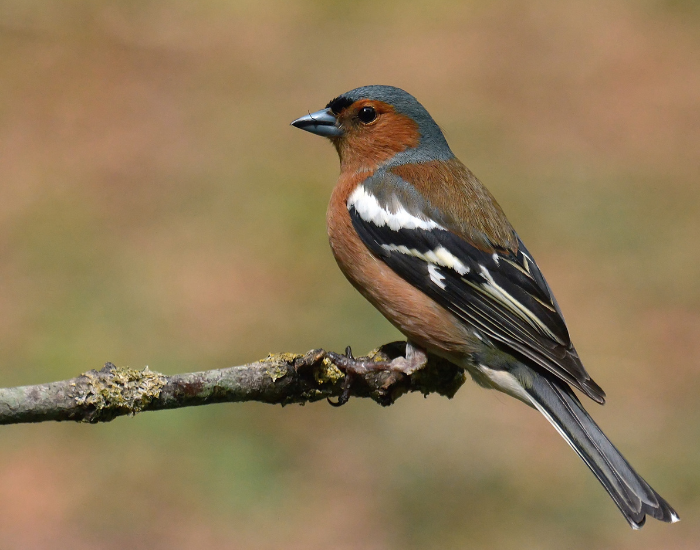 Bird-Chaffinch.webp Chaffinch close up standing on a tree branch