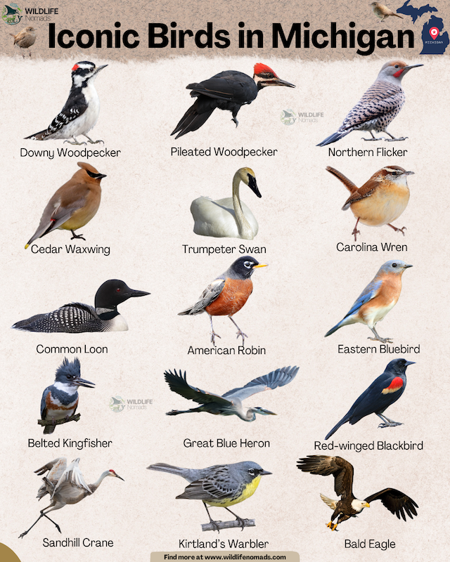 Birds-in-Michigan-species-infographic-by-wildlife-nomads.webp infographic showing Birds in Michigan