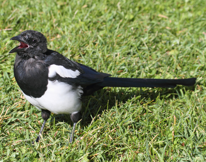 Black-Billed-Magpie-Pica-hudsonia.webp Black-Billed Magpie standing on grass