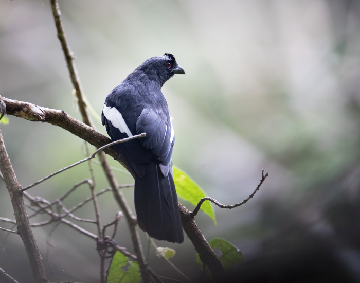 Black-Magpie-Platysmurus-leucopterus.webp Black Magpie standing on a tree in its habitat