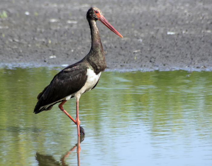 Black-Stork-Ciconia-nigra.webp Black Stork walking on a water hole