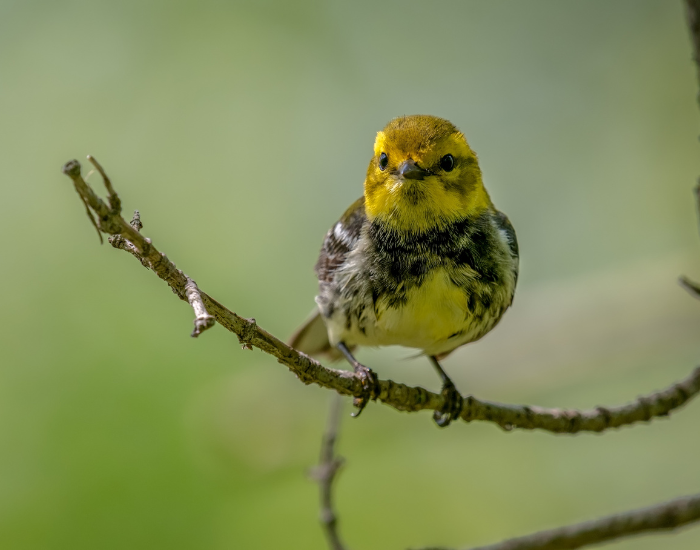 Black-Throated-Green-Warbler.webp Black-Throated Green Warbler standing ona. tree branch