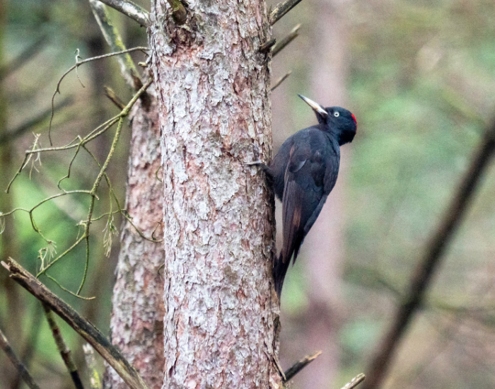 Black-Woodpecker-Dryocopus-martius.webp Black Woodpecker perched on a tree in a forest
