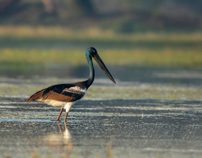 Black-necked-Stork-Ephippiorhynchus-asiaticus.webp Black-necked Stork standing on wetland