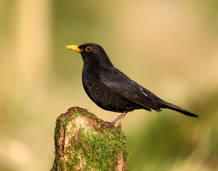Blackbird-Turdus-merula.webp Blackbird standing on a branch in a sunny day