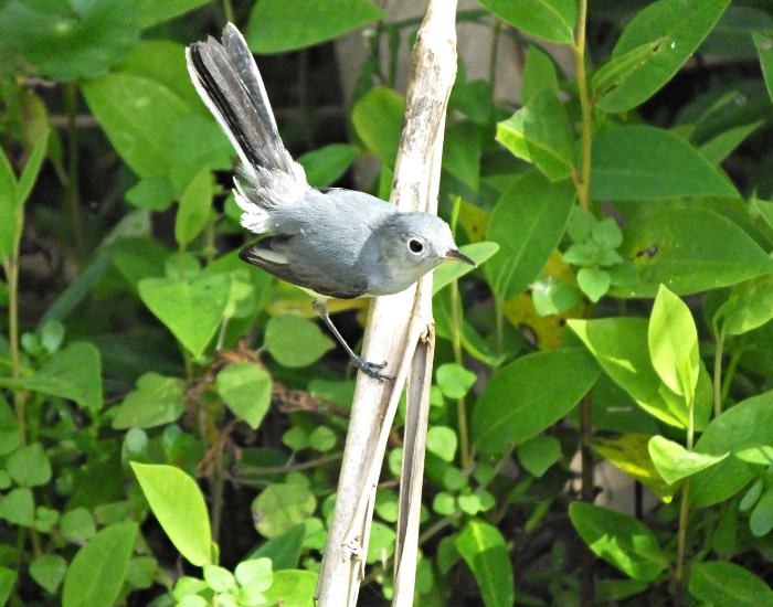 Blue-Gray-Gnatcatcher-Polioptila-caerulea.webp Blue-Gray Gnatcatcher in its natural habitat