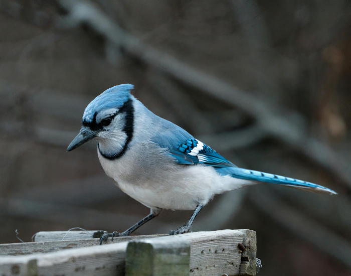 Blue-Jay-Cyanocitta-cristata.webp Blue Jay close up on a feeder