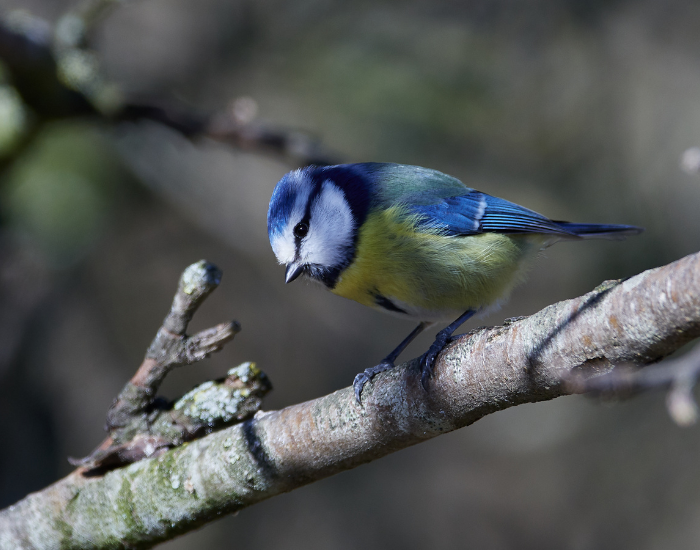 Blue-Tit-Cyanistes-caeruleus.webp a Blue Tit perched on a tree branch