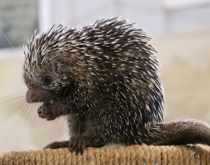 Brazilian-Porcupine-Coendou-prehensilis.webp Brazilian Porcupine close up in captivity