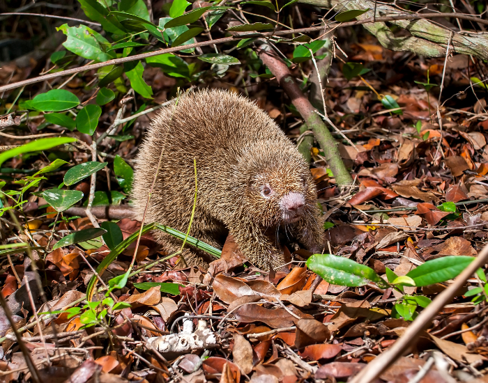 Bristle-spined-Porcupine-Chaetomys-subspinosus.webp Bristle-spined Porcupine walking in the wild