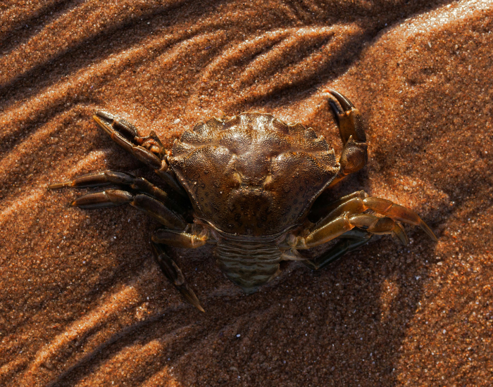 Brown-Crab-Cancer-pagurus.webp a Brown Crab on the beach on a sunny day
