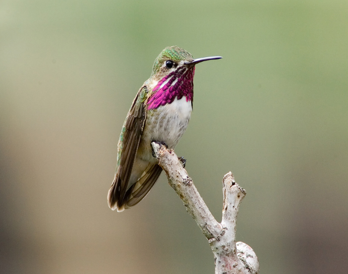 Calliope-Hummingbird-Selasphorus-calliope.webp Calliope Hummingbird standing on a small tree branch