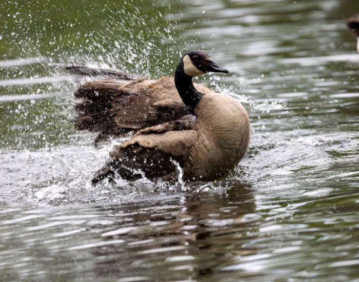 Canada-Goose-Branta-canadensis.webp Canada Goose flapping its wings