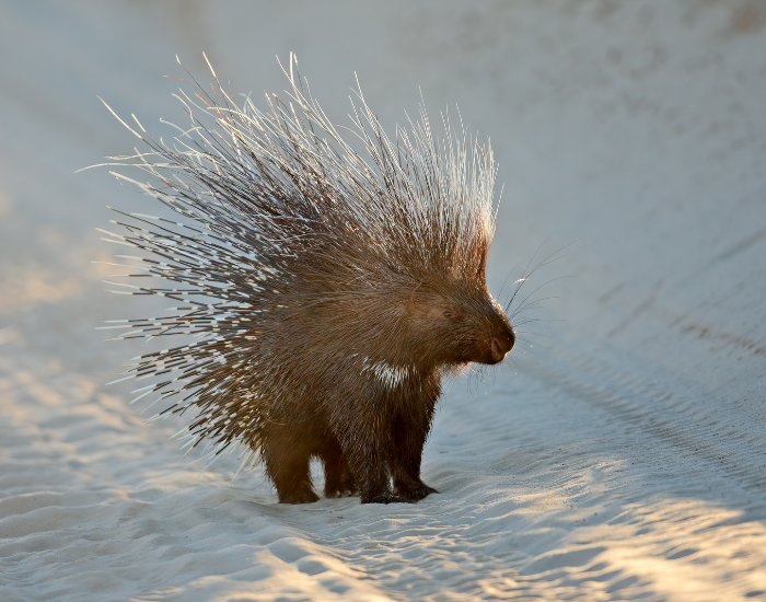 Cape-Porcupine-Hystrix-africaeaustralis.webp Cape Porcupine walking on beach