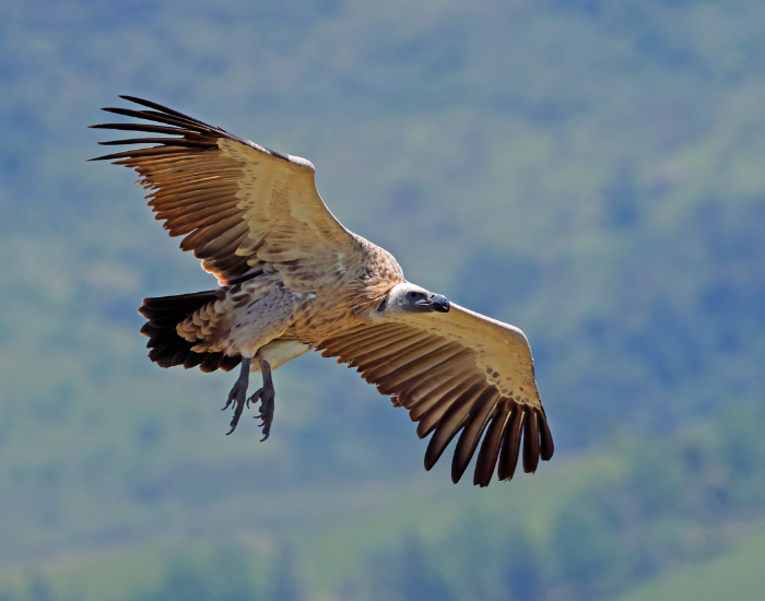 Cape Vulture flyinh