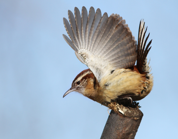 Carolina-wren-2.webp wren extending its wings