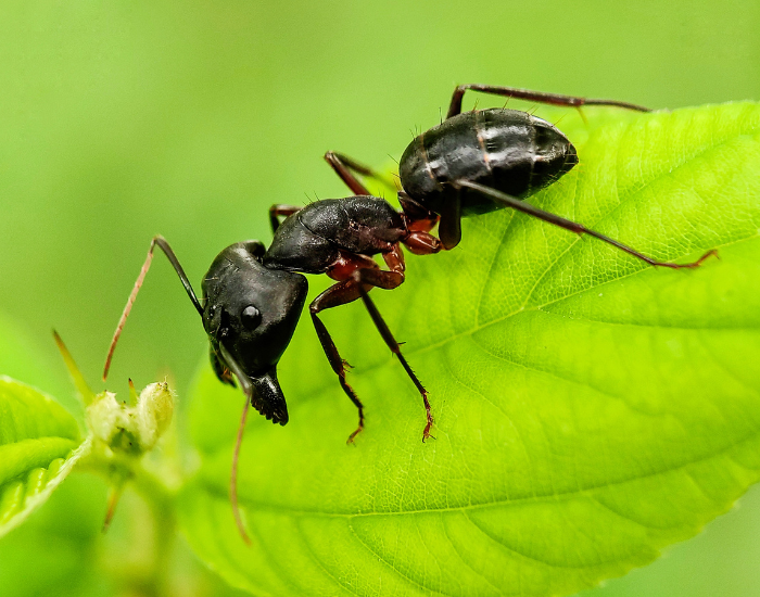 carpenter ant standing on a leaf