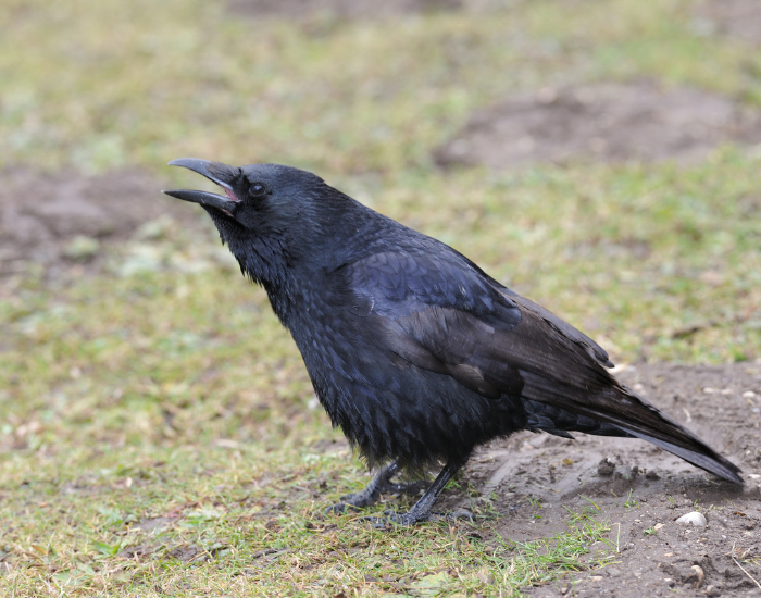 Carrion-Crow-Corvus-corone.webp Carrion Crow standing on the ground