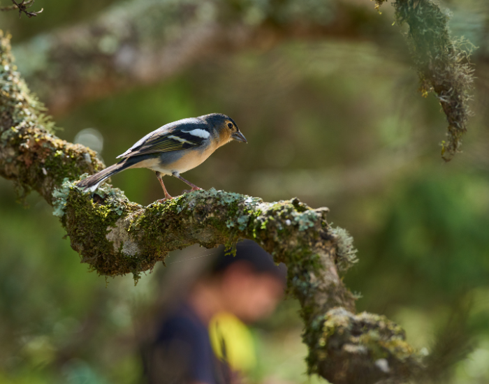 Chaffinch-feeding-chicks-on-nest-2.webp Chaffinch bird in a tree in its natural habitat
