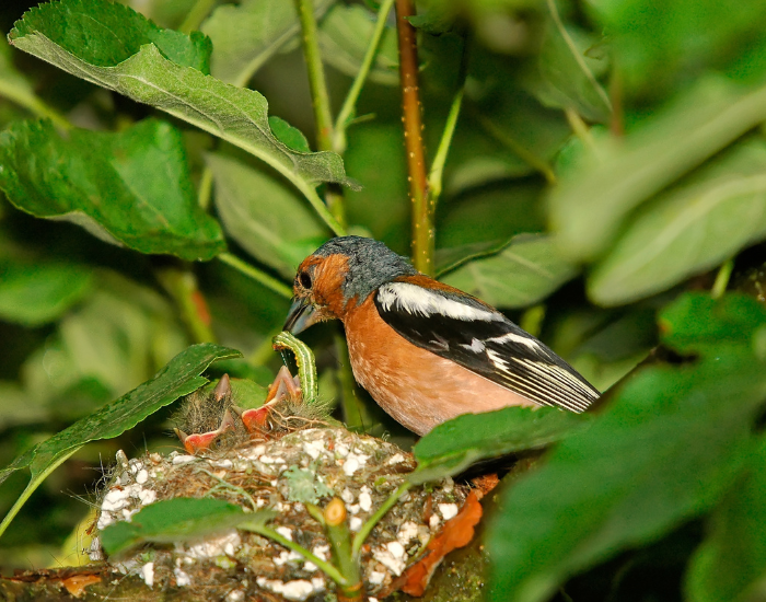 Chaffinch-feeding-chicks-on-nest.webp Chaffinch female next to a nest with its chicks