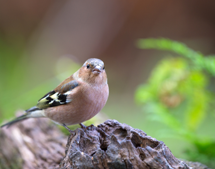 Chaffinch-female.webp female Chaffinch on top of a rock in the wild